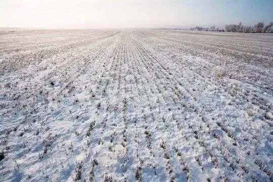 Участок в Брянская область, Брянский район, Чернетовское с/пос, д. ... - Фото 1