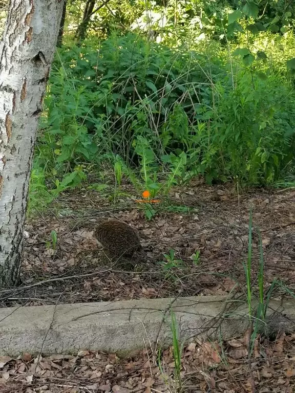 Участок в Московская область, Чехов муниципальный округ, д. Плешкино ... - Фото 2