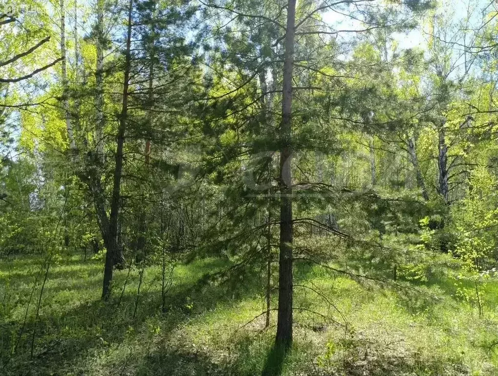 Участок в село Перевалово, коттеджный посёлок Родники (19.8 м) - Фото 0
