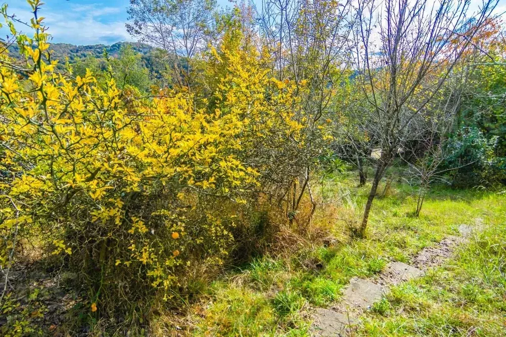 Участок в Краснодарский край, Сочи городской округ, с. Бестужевское ... - Фото 1