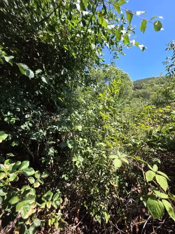 Участок в Крым, Ялта ул. Донская, 26 (6.0 сот.) - Фото 2