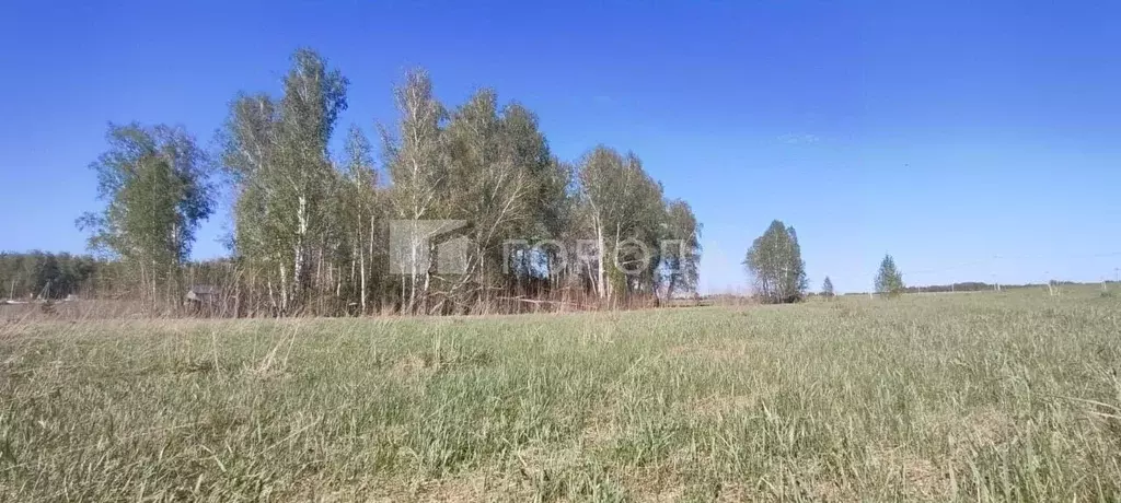 Участок в Алтайский край, Первомайский район, с. Фирсово ул. Рябиновая ... - Фото 2