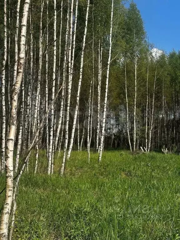 Участок в Ярославская область, Некрасовский муниципальный округ, ... - Фото 1