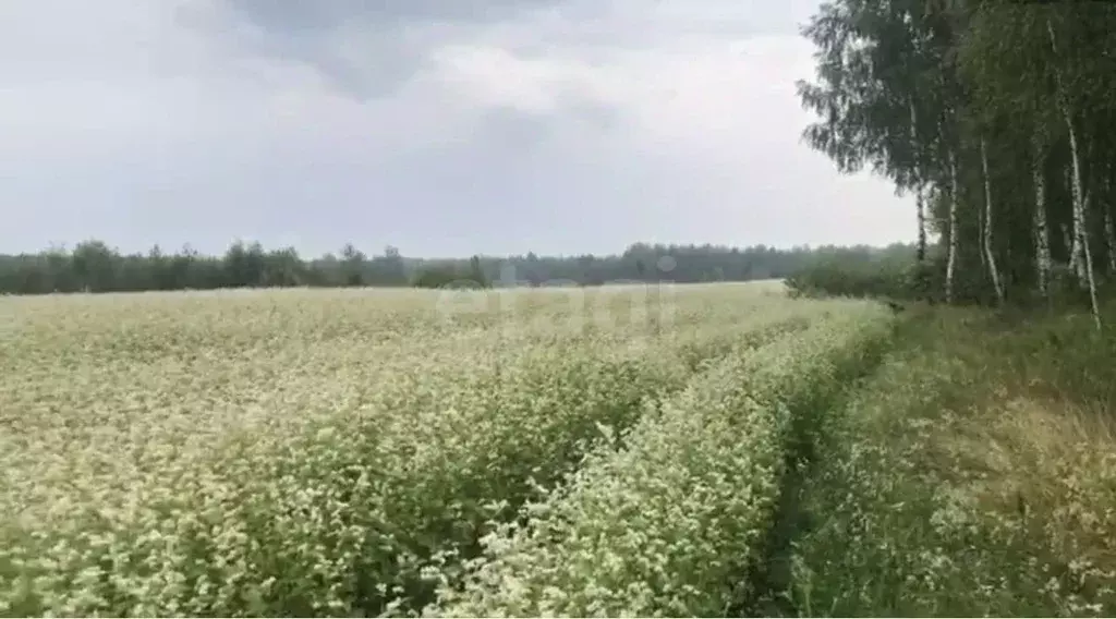 Участок в Брянская область, Почепский район, Дмитровское с/пос, пос. ... - Фото 1