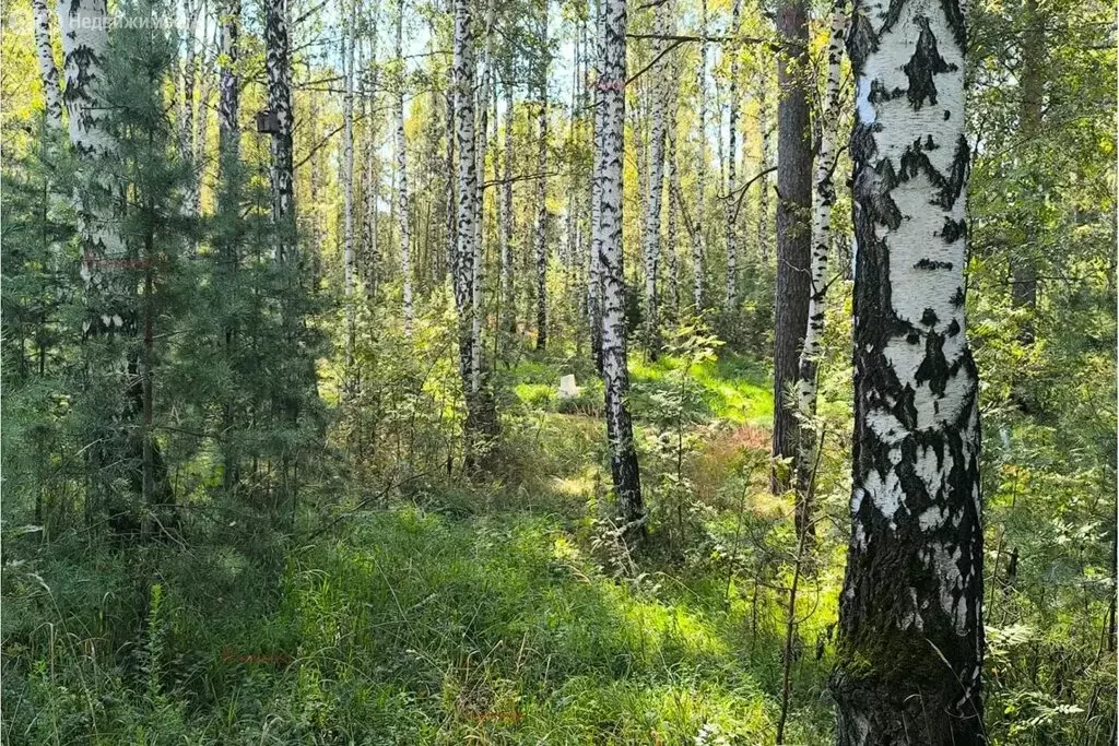 Участок в посёлок Шабровский, улица 50-й Пикет (19 м) - Фото 2