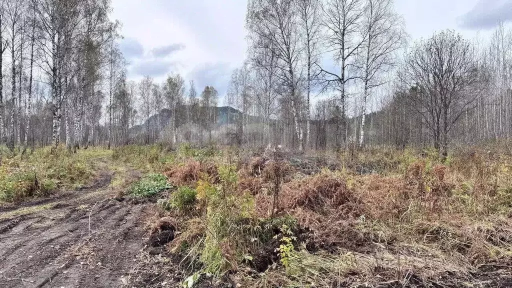 Участок в Алтай, Майминский район, Соузгинское с/пос, пос. Черемшанка ... - Фото 1