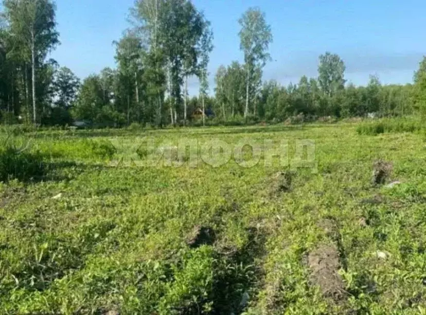 Участок в Новосибирская область, Новосибирский район, Раздольненский ... - Фото 0