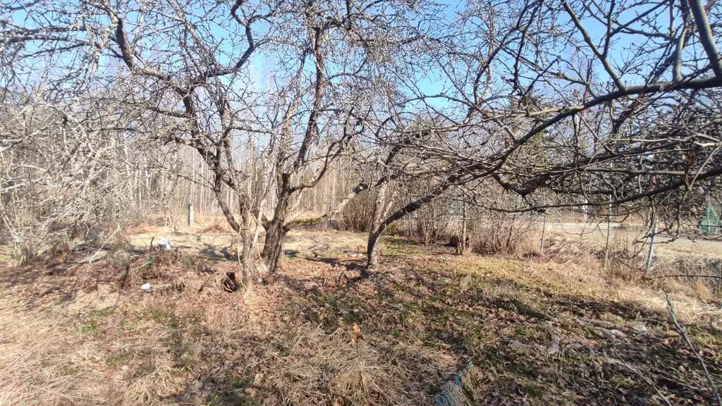 Участок в Ленинградская область, Гатчинский муниципальный округ, Чаща ... - Фото 2