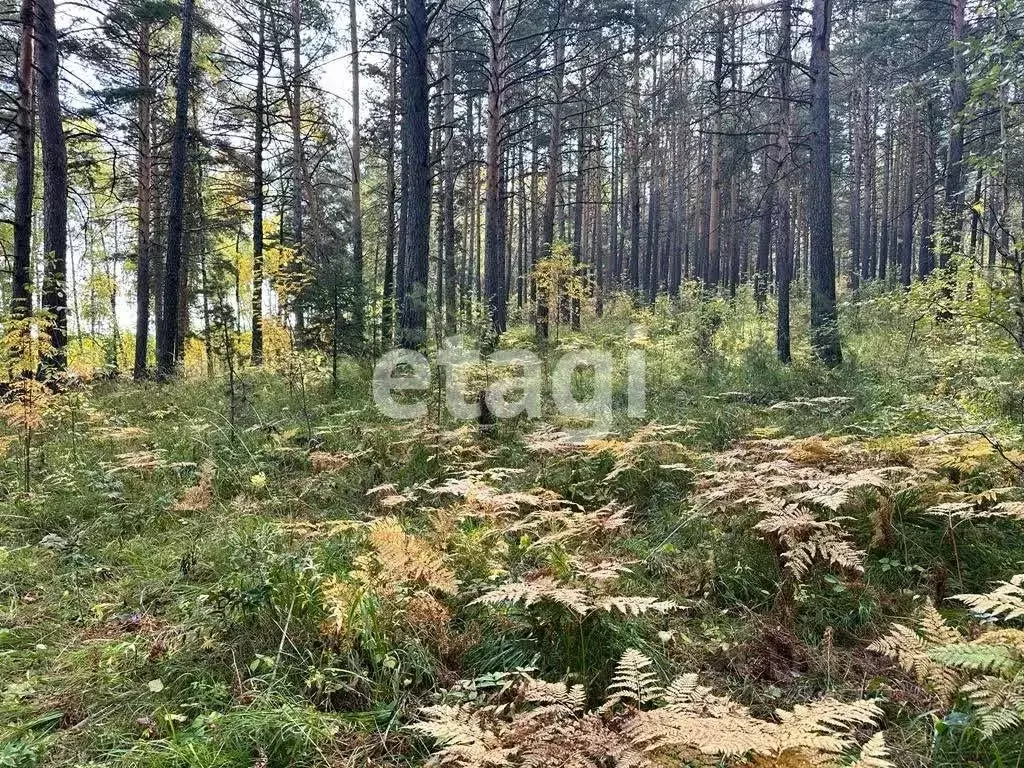 Участок в Красноярский край, Емельяновский район, Мининский сельсовет, ... - Фото 1