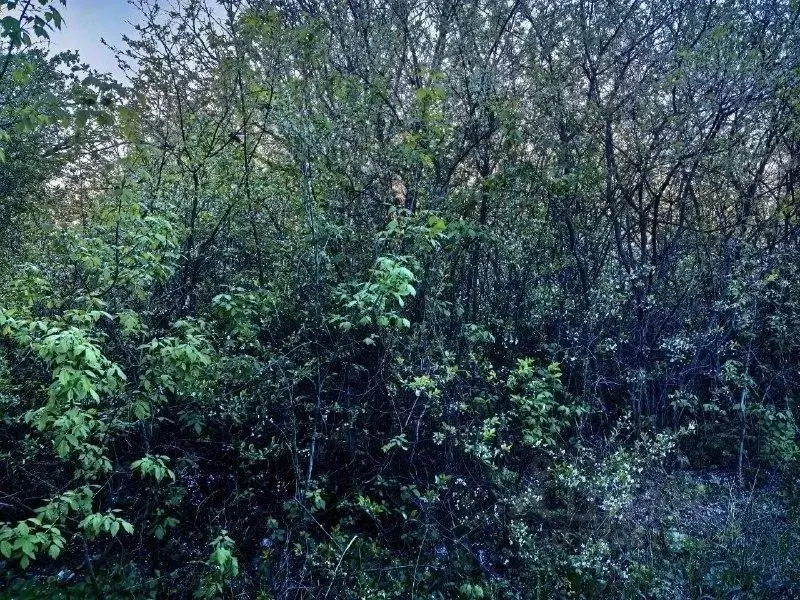 Участок в Самарская область, Красный Яр с/пос, пос. Водный ул. ... - Фото 2