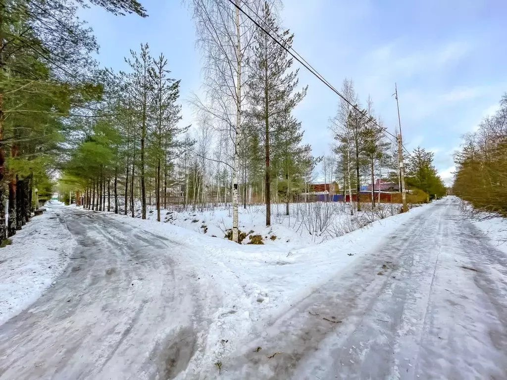 Участок в Ленинградская область, Ломоносовский район, Пениковское ... - Фото 0