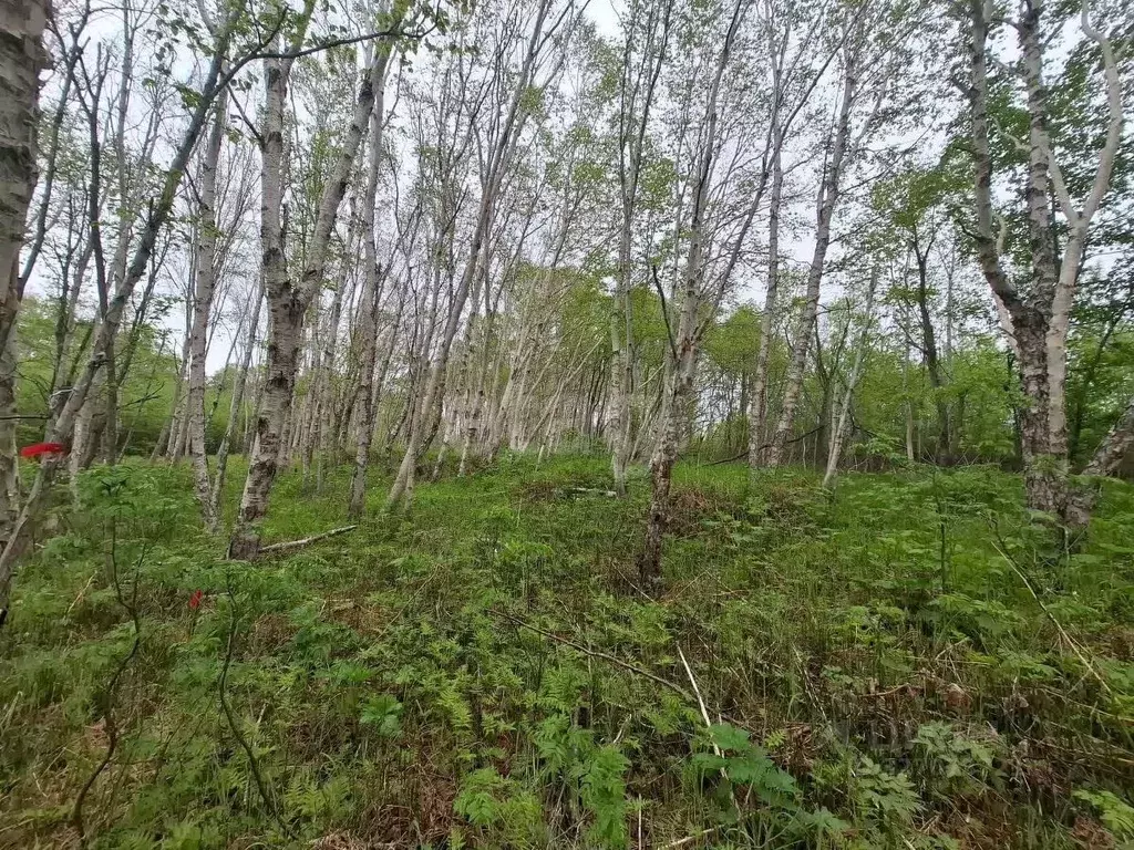 Участок в Камчатский край, Елизовский муниципальный округ, пос. ... - Фото 2