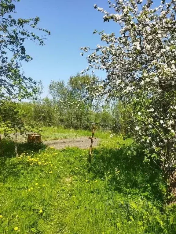 Участок в Калининградская область, Гурьевский муниципальный округ, ... - Фото 1