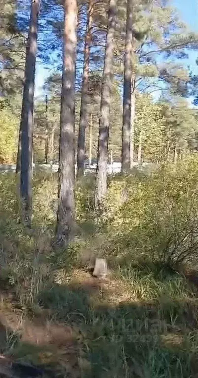 Участок в Забайкальский край, Читинский район, Атамановка пгт, Отдых ... - Фото 2