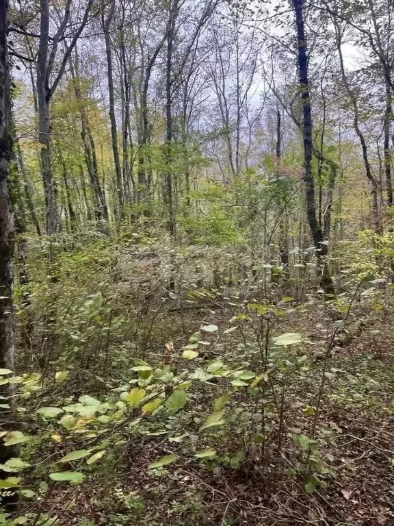 Участок в Краснодарский край, Геленджик городской округ, с. Тешебс  ... - Фото 2