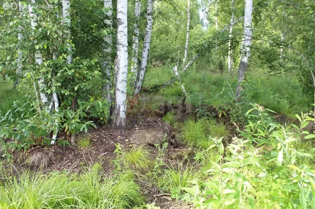 Участок в Тюменский район, СНТ Лесник-2 (10.8 м) - Фото 0