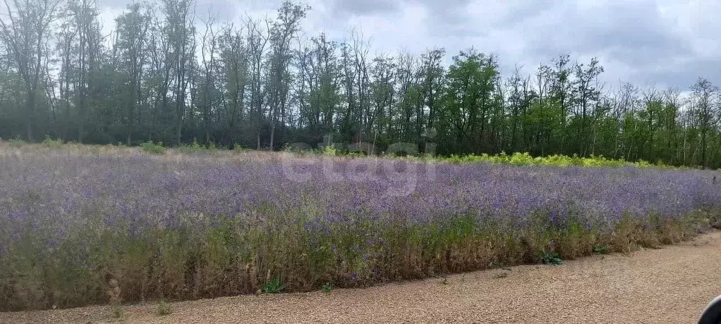 Участок в Ростовская область, Неклиновский район, Самбекское с/пос, ... - Фото 1