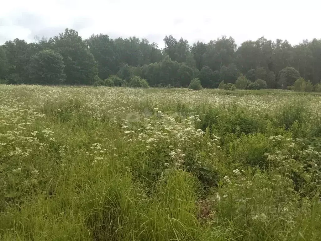 Участок в Калужская область, Боровский муниципальный округ, ... - Фото 1