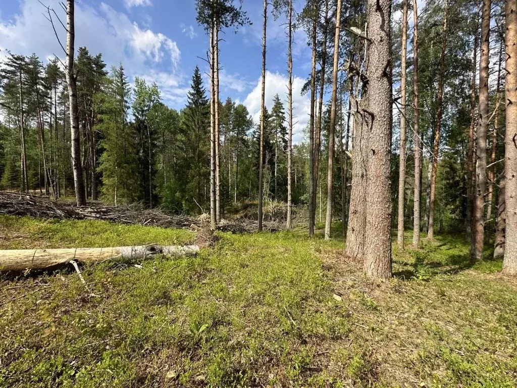 Участок в Ленинградская область, Всеволожский район, Куйвозовское ... - Фото 1