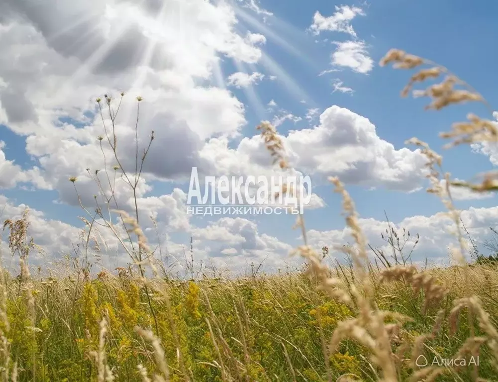 Участок в Ленинградская область, Выборгский район, Красносельское ... - Фото 1