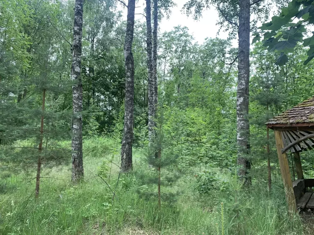 Участок в Ленинградская область, Всеволожский район, Куйвозовское ... - Фото 2