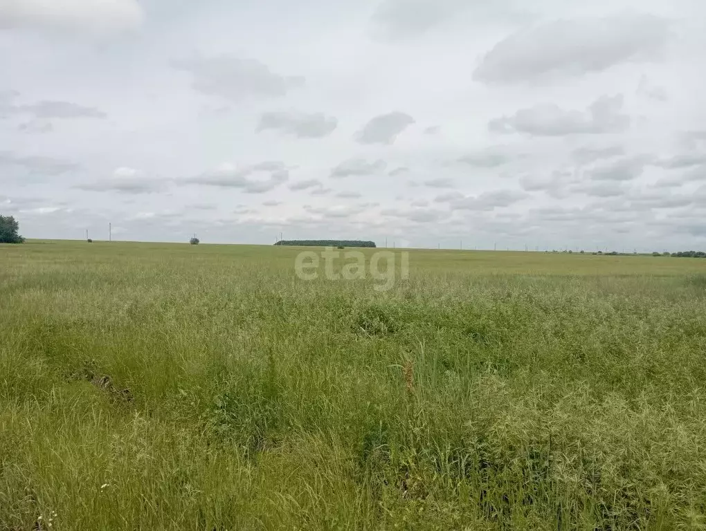 Участок в Амурская область, Благовещенский район, с. Волково  (11.6 ... - Фото 0