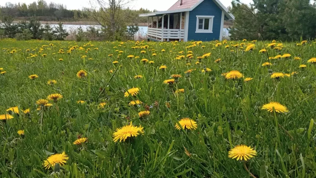 Дом в Псковская область, Гдовский район, Юшкинская волость, д. Речицы ... - Фото 2