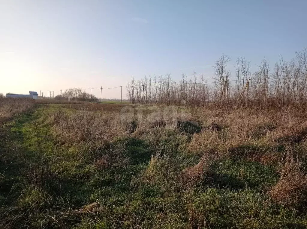 Участок в Краснодарский край, Каневское с/пос, Бурсаки хут.  (44.0 ... - Фото 1