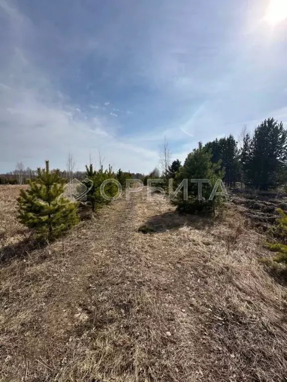 Участок в Тюменская область, Тюменский муниципальный округ, с. Княжево ... - Фото 1