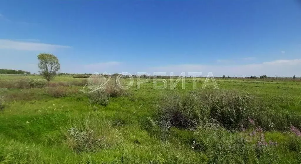 Участок в Тюменская область, Тюменский район, с. Борки  (100.0 сот.) - Фото 1