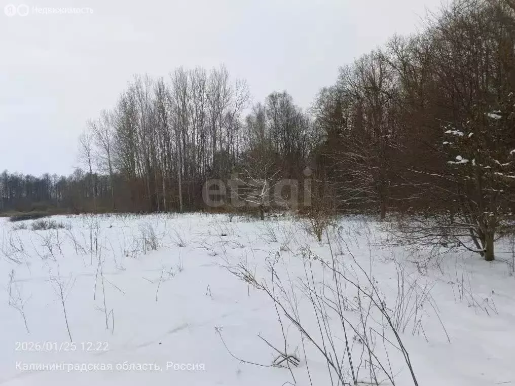 Участок в Калининградская область, Полесский муниципальный округ, ... - Фото 2