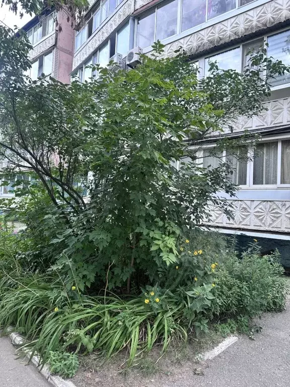 1-к кв. Приморский край, Арсеньев ул. Жуковского, 31А (32.4 м) - Фото 0