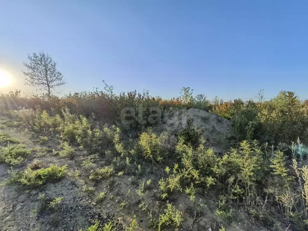 Участок в Ростовская область, Родионово-Несветайский район, ... - Фото 1