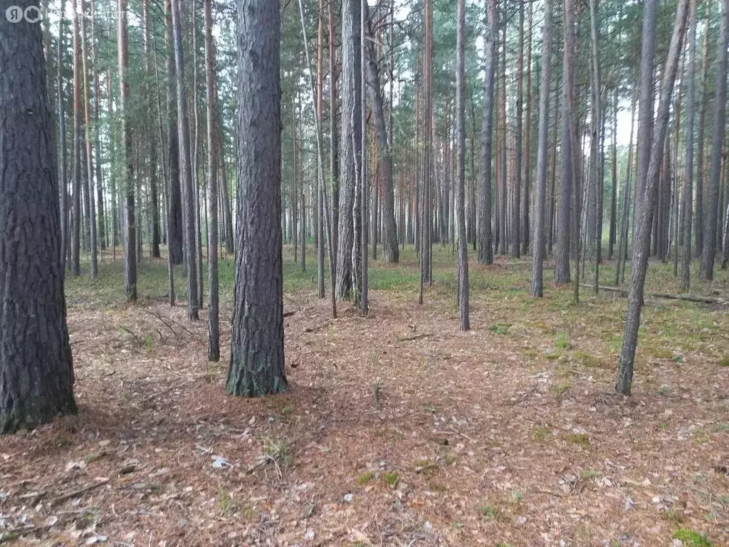 Участок в Тюменский муниципальный округ, деревня Железный Перебор (7.1 ... - Фото 1