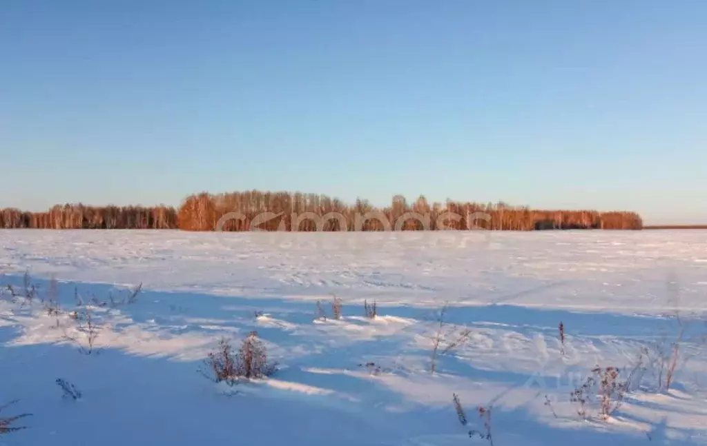 Участок в Тюменская область, Тюменский район, с. Горьковка Сибирская ... - Фото 0