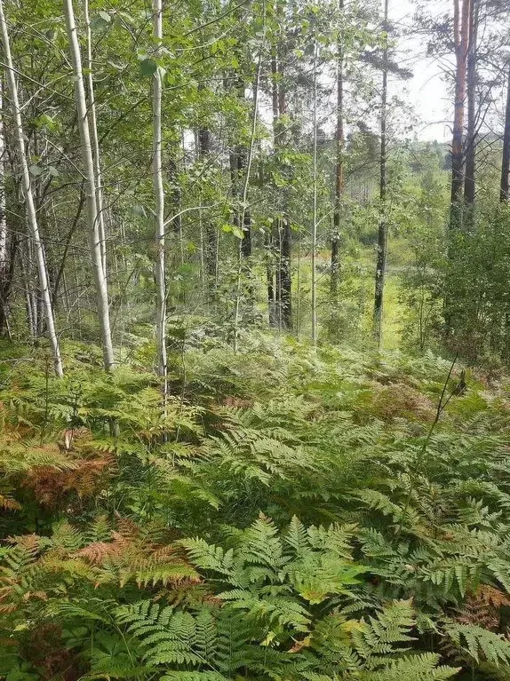 Участок в Иркутская область, Иркутский муниципальный округ, д. ... - Фото 2