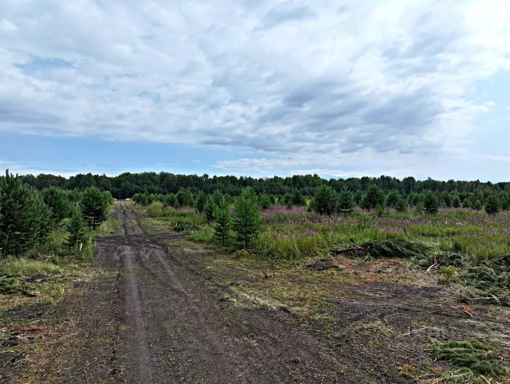 Участок в Тюменская область, Тюменский район, с. Каменка, Завидово кп  ... - Фото 0