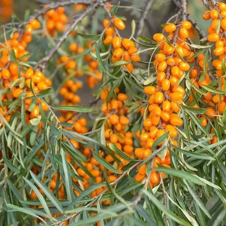 Дом в Бурятия, Заиграевский район, Дабатуйское с/пос, Облепиха СНТ ул. ... - Фото 1