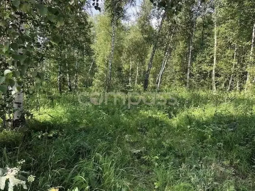 Участок в Тюменская область, Тюмень Медик СНТ, ул. Черемуховая, 654 ... - Фото 0