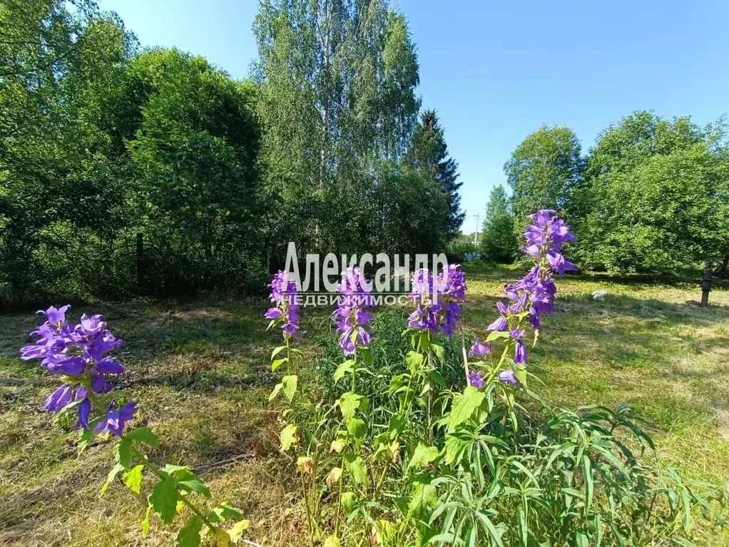 Участок в Ленинградская область, Гатчинский район, Сиверский СНТ 113 ... - Фото 0