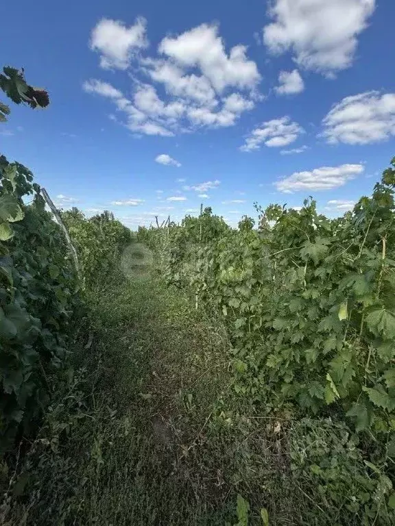 Дом в Белгородская область, Корочанский район, Бехтеевское с/пос, ... - Фото 2