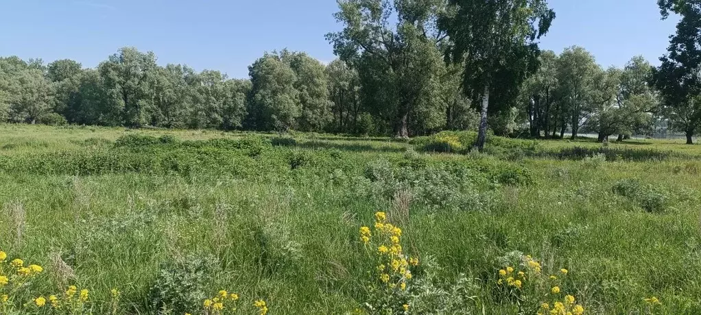 Участок в Томская область, Кривошеинский район, д. Бараново пер. ... - Фото 1