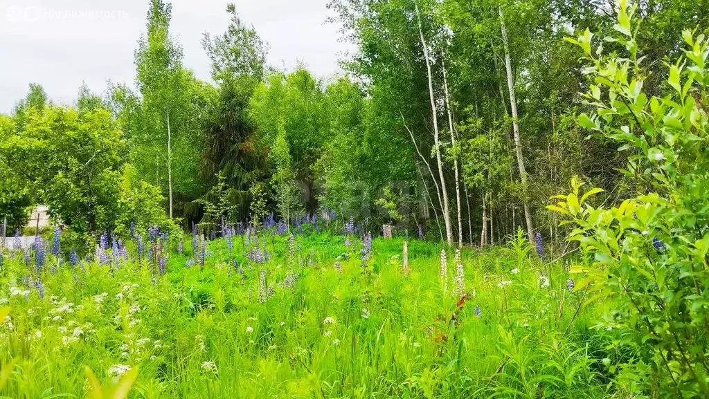 Участок в Кусинское сельское поселение, садоводческий массив ... - Фото 1