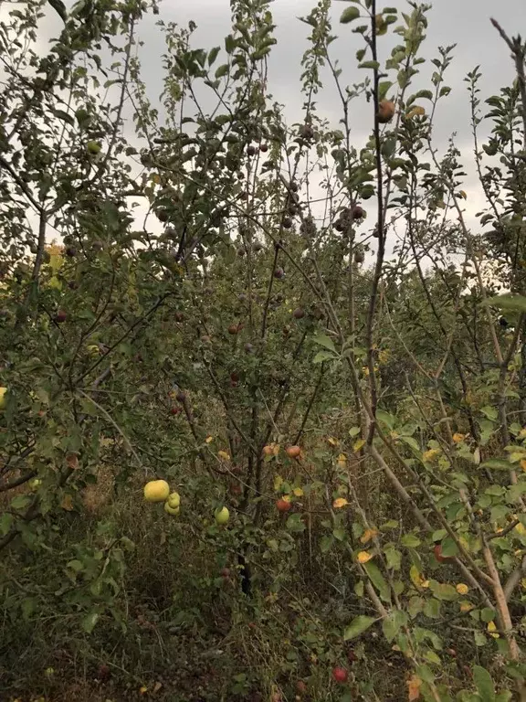 Участок в Ставропольский край, Ставрополь Мелиоратор-3 садовое ... - Фото 1