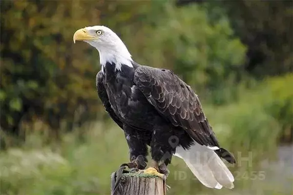 Участок в Башкортостан, Чишминский поссовет, Чишмы рп ул. Пионерская ... - Фото 1