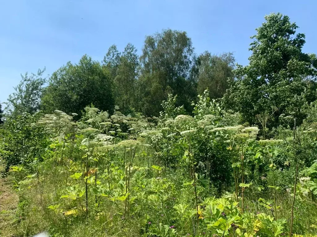 Участок в Московская область, Истра муниципальный округ, с. Онуфриево ... - Фото 2