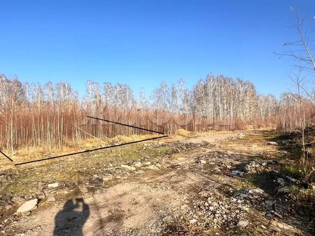 Участок в Новосибирская область, Новосибирский район, Станционный ... - Фото 1