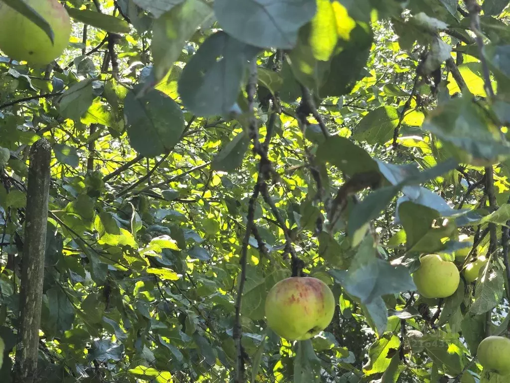 Участок в Нижегородская область, Нижний Новгород № 2 ОАО Зефс СНТ,  ... - Фото 2