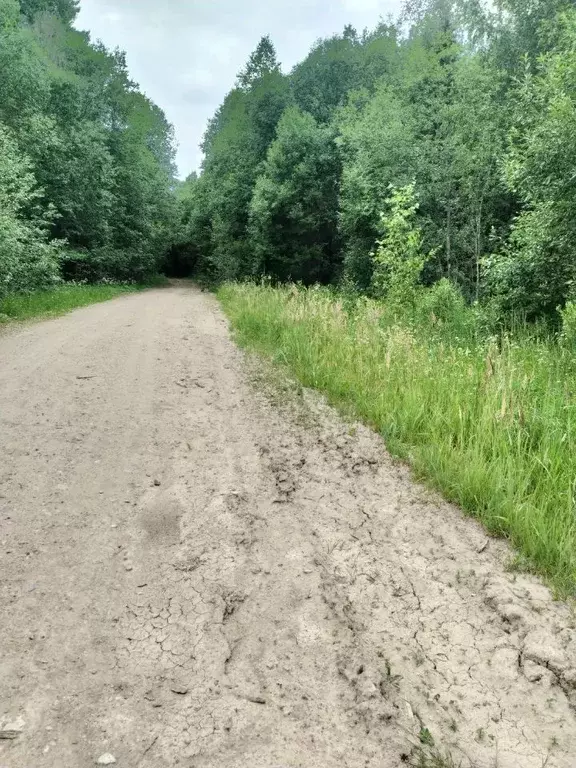 Участок в Новгородская область, Новгородский район, Тесово-Нетыльское ... - Фото 1