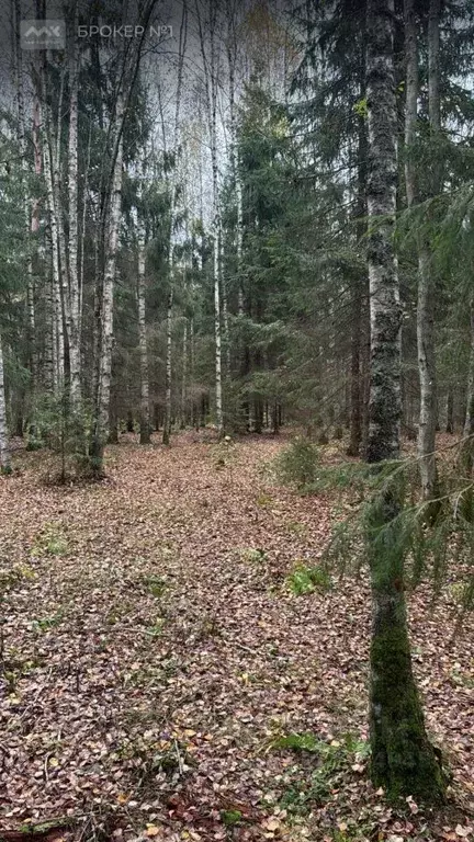 Участок в Ленинградская область, Всеволожский район, Юкковское с/пос, ... - Фото 1